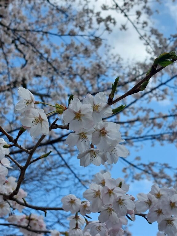 桜の季節イメージ